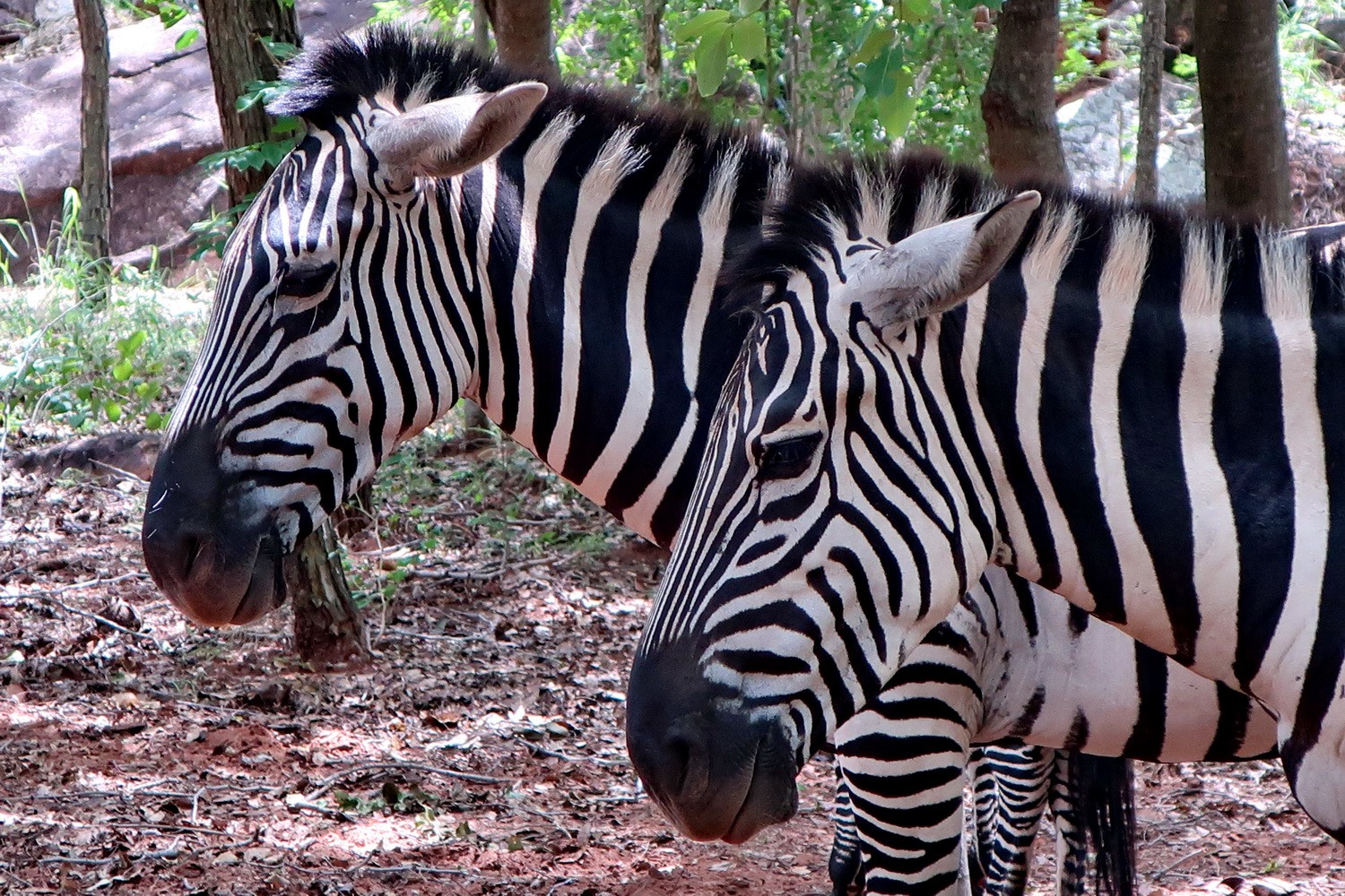 Beautiful Zebras